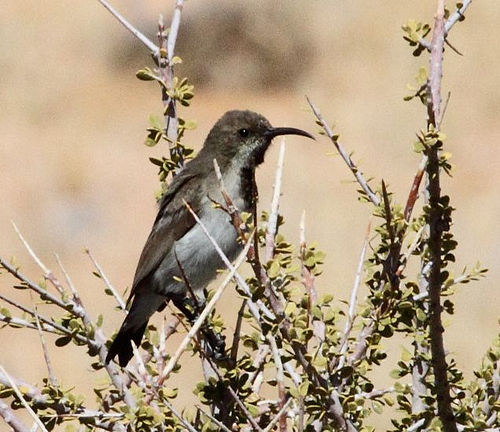 Dusky sunbird